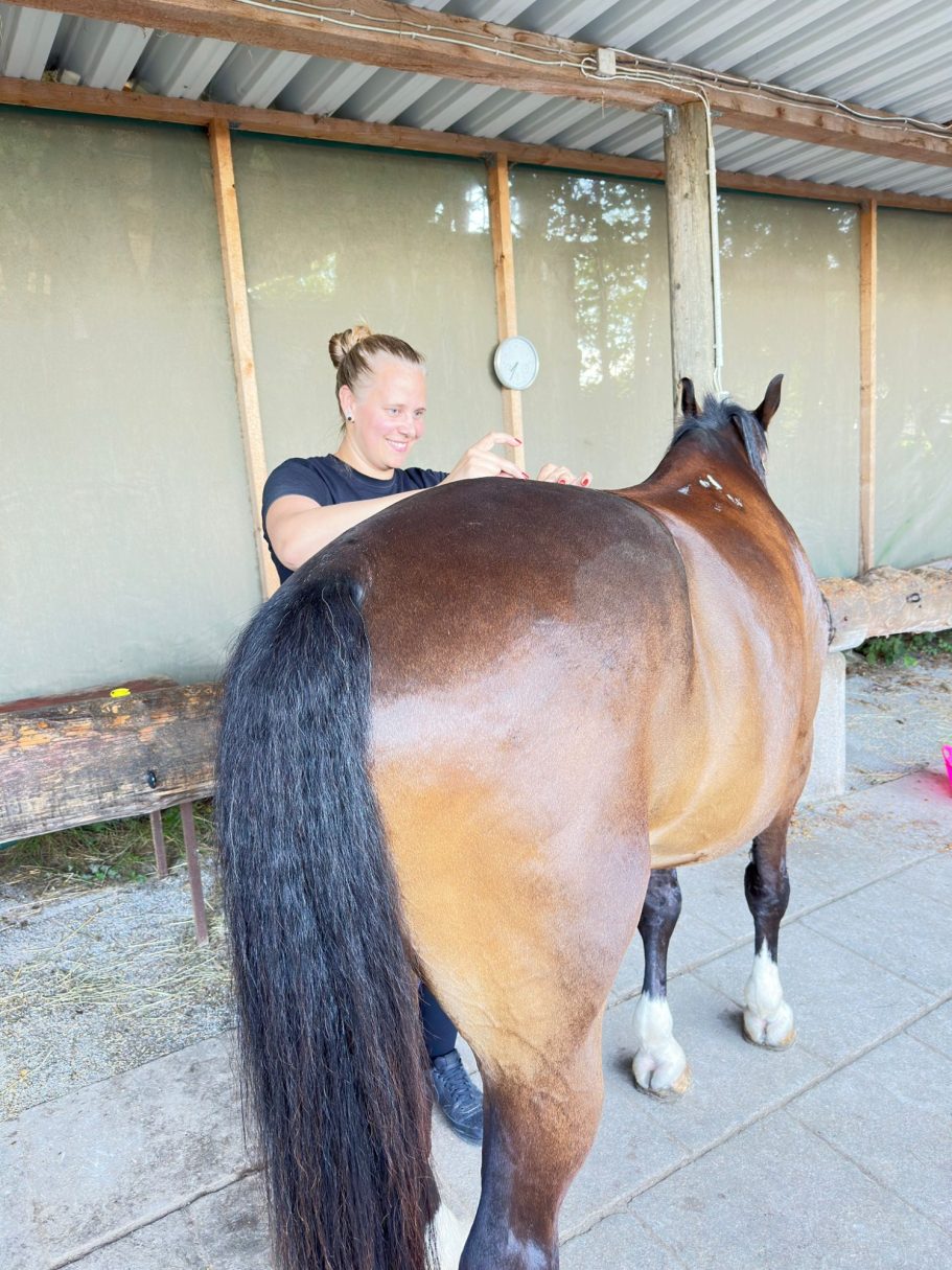 Dry Needling beim Pferd